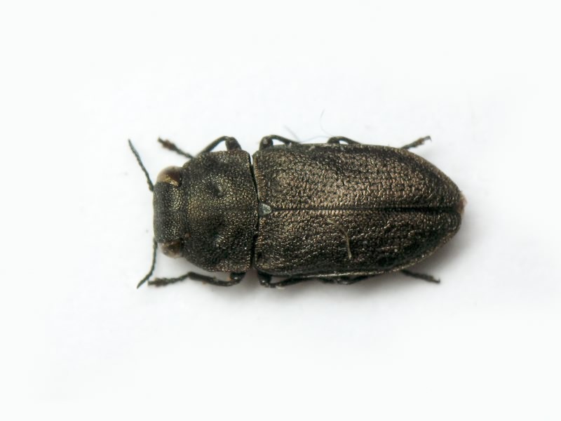 Anthaxia quadripunctata quadripunctata (Linnaeus, 1758)
